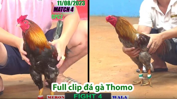 CPC2- TRẬN 4 | đá gà Thomo | 11/08/2023