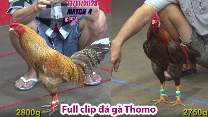 CPC4- TRẬN 4 | đá gà Thomo | 11/11/2023