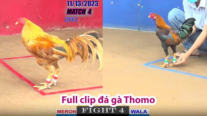 CPC1- TRẬN 4 | đá gà Thomo | 11/13/2023