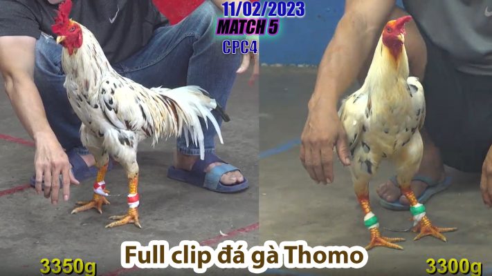 CPC4- TRẬN 5 | đá gà Thomo | 11/02/2023