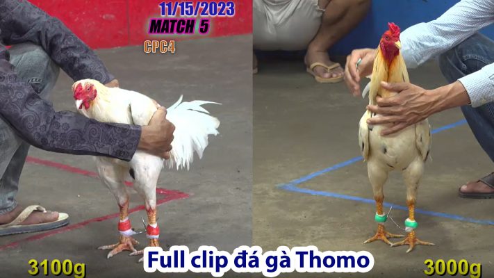 CPC4- TRẬN 5 | đá gà Thomo | 11/15/2023