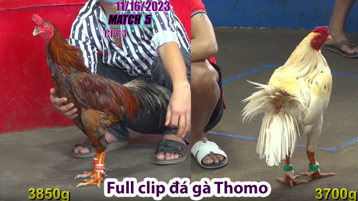 CPC4- TRẬN 5 | đá gà Thomo | 11/16/2023