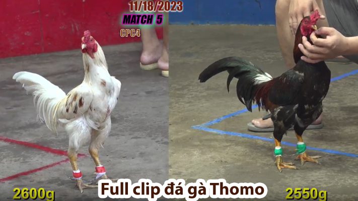 CPC4- TRẬN 5 | đá gà Thomo | 11/18/2023