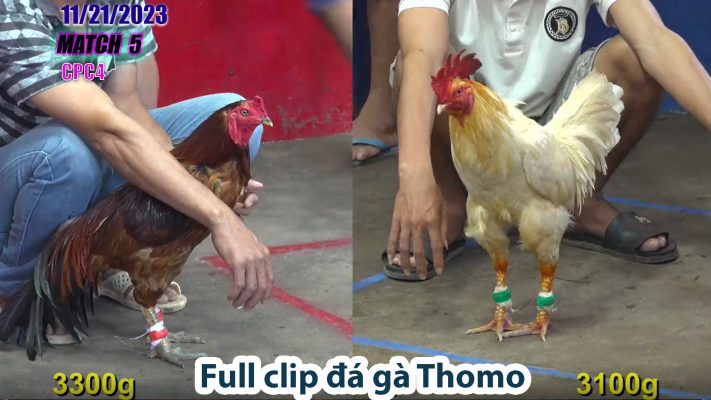 CPC4- TRẬN 5 | đá gà Thomo | 11/21/2023