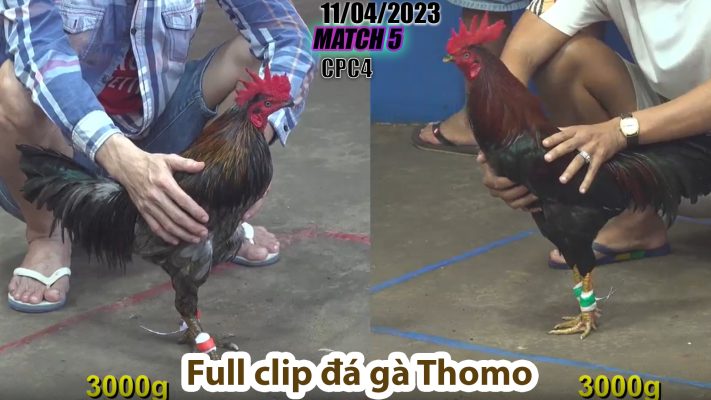 CPC4- TRẬN 5 | đá gà Thomo | 11/04/2023