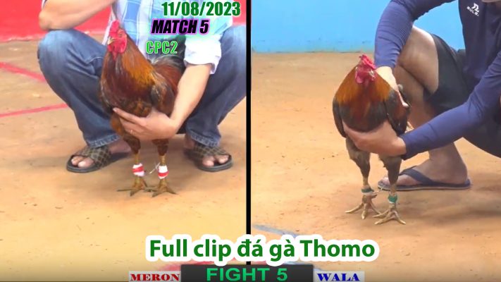 CPC2- TRẬN 5 | đá gà Thomo | 11/08/2023