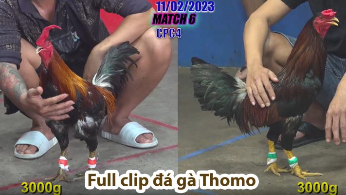 CPC4- TRẬN 6 | đá gà Thomo | 11/02/2023