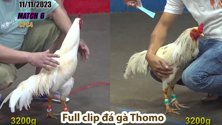 CPC4- TRẬN 6 | đá gà Thomo | 11/11/2023