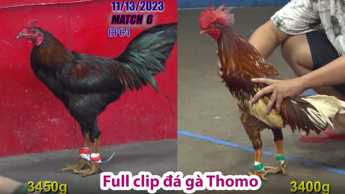 CPC4- TRẬN 6 | đá gà Thomo | 11/13/2023