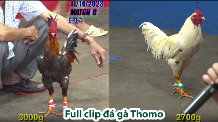 CPC4- TRẬN 6 | đá gà Thomo | 11/14/2023