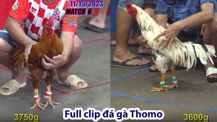 CPC4- TRẬN 6 | đá gà Thomo | 11/15/2023