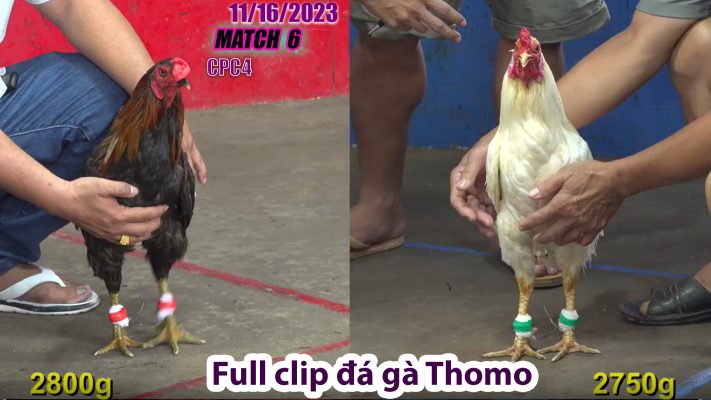 CPC4- TRẬN 6 | đá gà Thomo | 11/16/2023