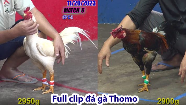 CPC4- TRẬN 6 | đá gà Thomo | 11/20/2023