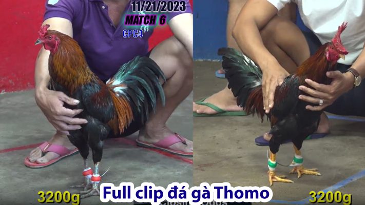 CPC4- TRẬN 6 | đá gà Thomo | 11/21/2023