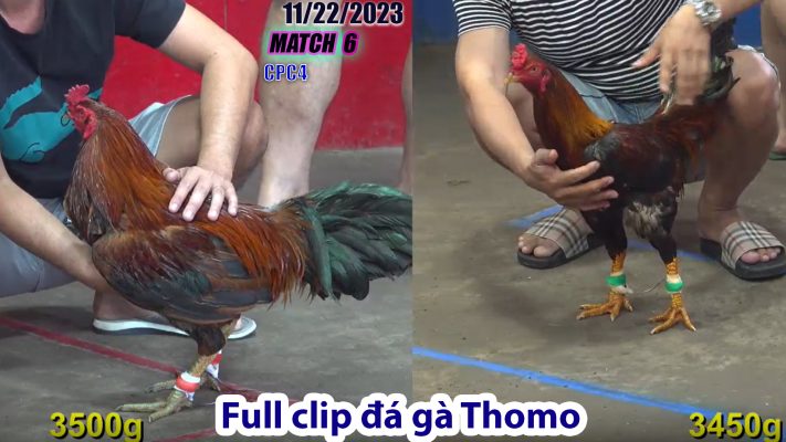 CPC4- TRẬN 6 | đá gà Thomo | 11/22/2023