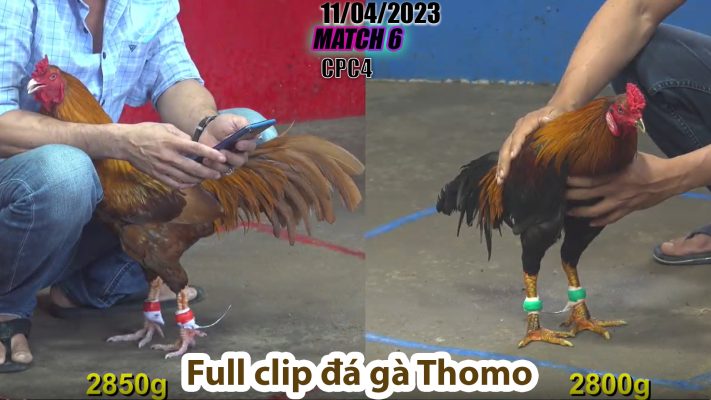 CPC4- TRẬN 6 | đá gà Thomo | 11/04/2023