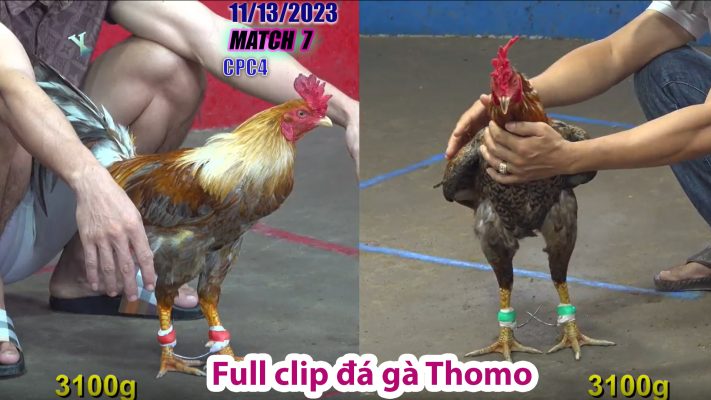 CPC4- TRẬN 7 | đá gà Thomo | 11/13/2023