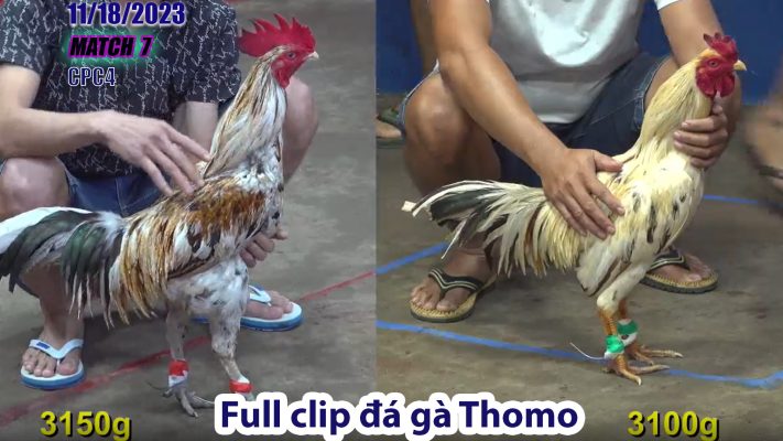 CPC4- TRẬN 7 | đá gà Thomo | 11/18/2023