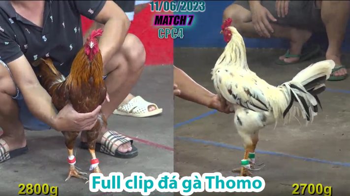 CPC4- TRẬN 7 | đá gà Thomo | 11/06/2023