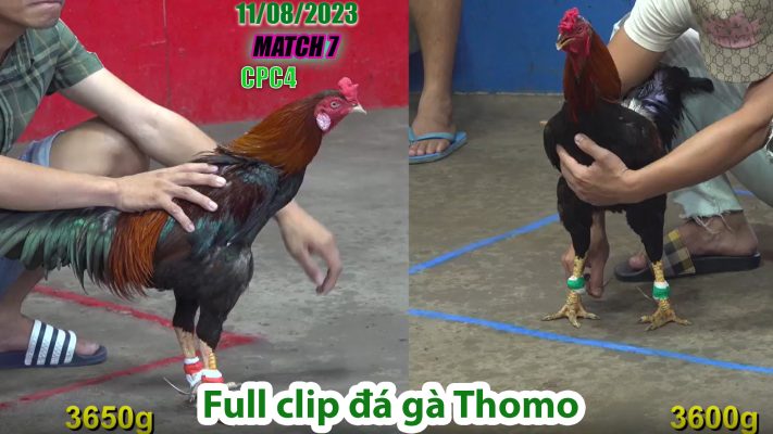 CPC4- TRẬN 7 | đá gà Thomo | 11/08/2023