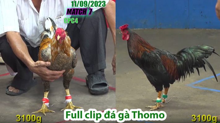 CPC4- TRẬN 7 | đá gà Thomo | 11/09/2023