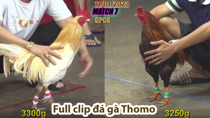 CPC4- TRẬN 7 | đá gà Thomo | 11/01/2023