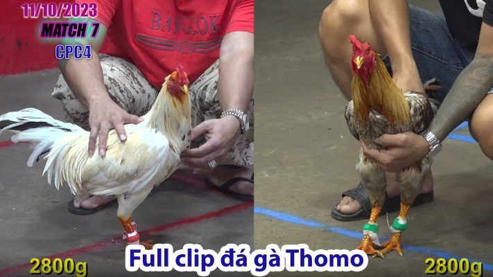 CPC4- TRẬN 7 | đá gà Thomo | 11/10/2023