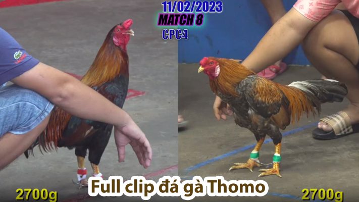 CPC4- TRẬN 8 | đá gà Thomo | 11/02/2023