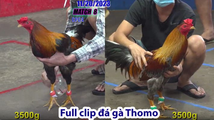 CPC4- TRẬN 8 | đá gà Thomo | 11/20/2023