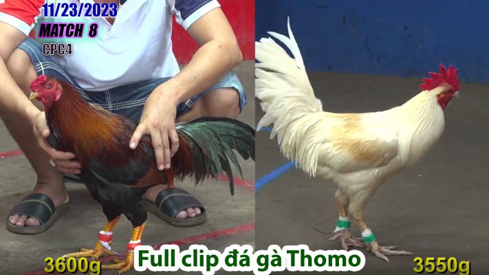 CPC4- TRẬN 8 | đá gà Thomo | 11/23/2023