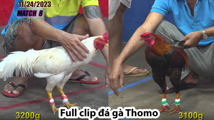 CPC4- TRẬN 8 | đá gà Thomo | 11/24/2023