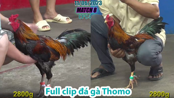 CPC4- TRẬN 8 | đá gà Thomo | 11/06/2023