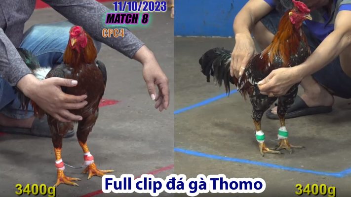 CPC4- TRẬN 8 | đá gà Thomo | 11/10/2023