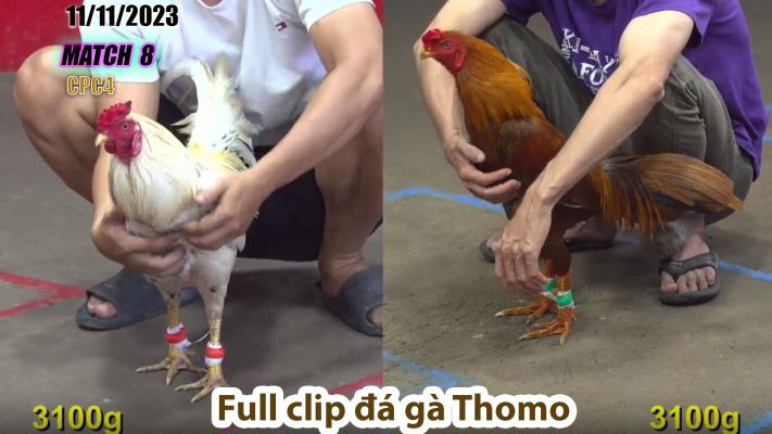 CPC4- TRẬN 8 | đá gà Thomo | 11/11/2023