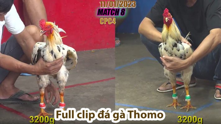 CPC4- TRẬN 8 | đá gà Thomo | 11/01/2023