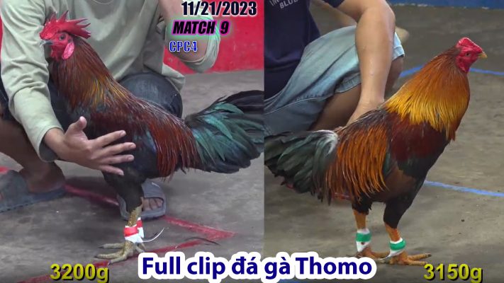 CPC4- TRẬN 9 | đá gà Thomo | 11/21/2023