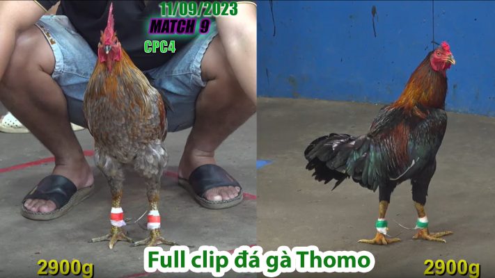 CPC4- TRẬN 9 | đá gà Thomo | 11/09/2023