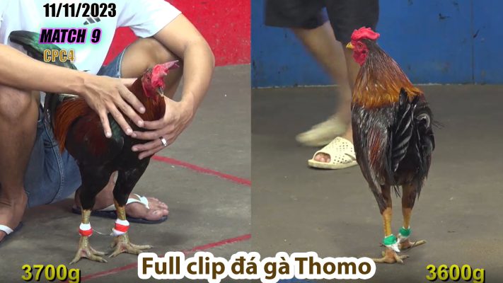 CPC4- TRẬN 9 | đá gà Thomo | 11/11/2023