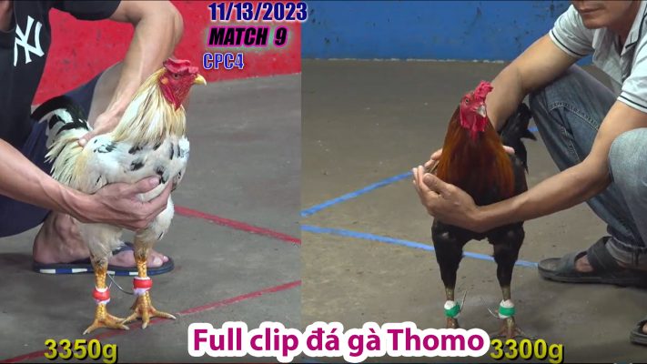 CPC4- TRẬN 9 | đá gà Thomo | 11/13/2023