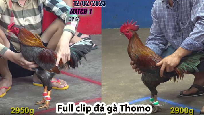 CPC4- TRẬN 1 | đá gà Thomo | 12/02/2023