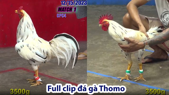 CPC4- TRẬN 1 | đá gà Thomo | 12/15/2023