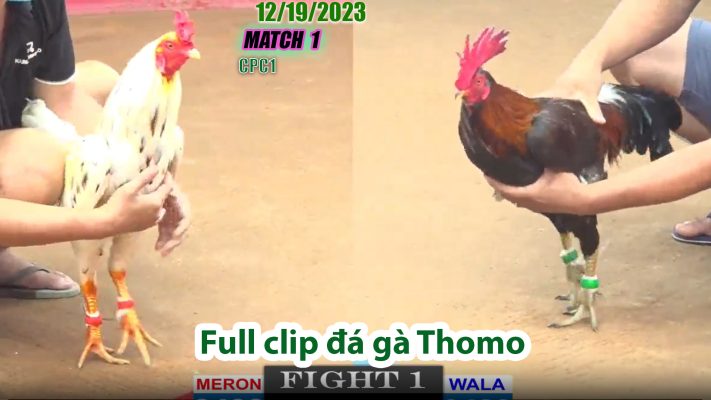 CPC1- TRẬN 1 | đá gà Thomo | 12/19/2023