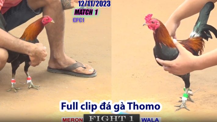 CPC1- TRẬN 1 | đá gà Thomo | 12/11/2023