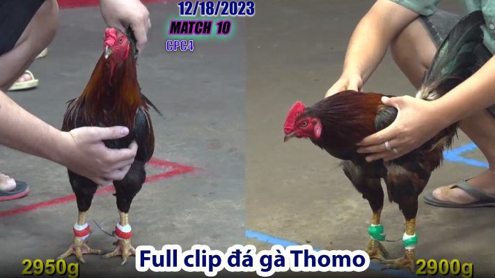 CPC4- TRẬN 10 | đá gà Thomo | 12/18/2023