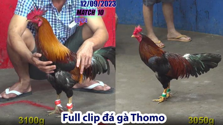 CPC4- TRẬN 10 | đá gà Thomo | 12/09/2023