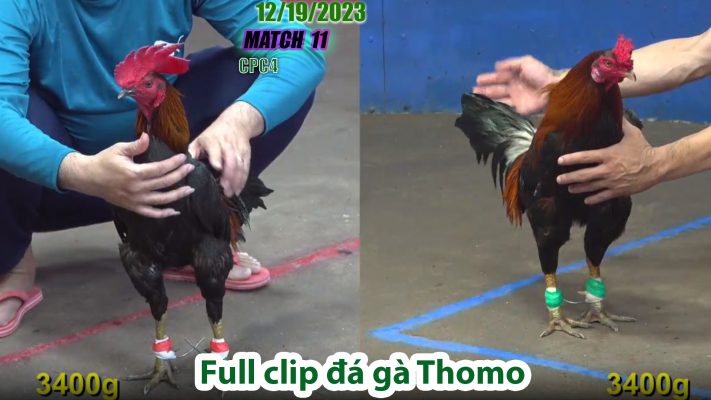 CPC4- TRẬN 11 | đá gà Thomo | 12/19/2023