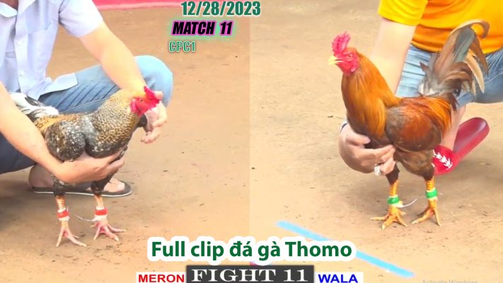 CPC1- TRẬN 11 | đá gà Thomo | 12/28/2023