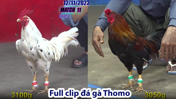 CPC4- TRẬN 11 | đá gà Thomo | 12/11/2023