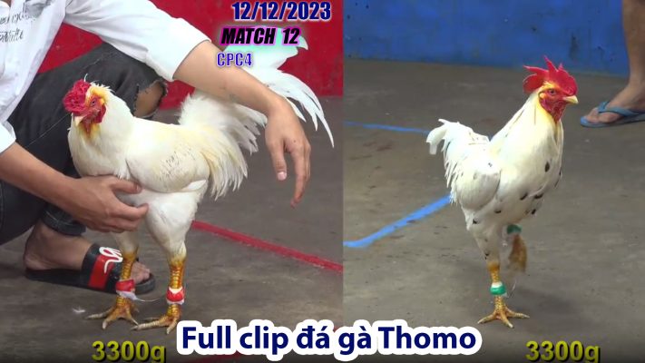 CPC4- TRẬN 12 | đá gà Thomo | 12/12/2023