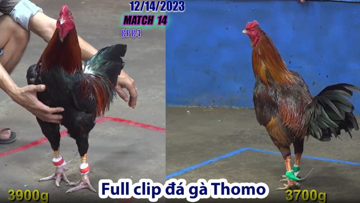 CPC4- TRẬN 14 | đá gà Thomo | 12/14/2023